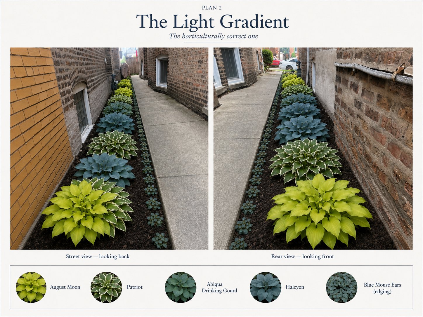 Photoreal render of a shaded hosta border
